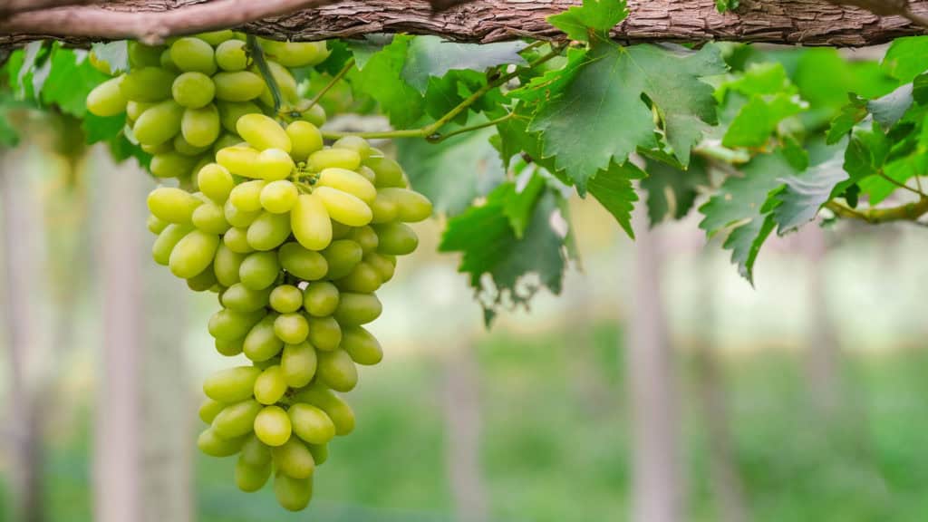 Rebsorte am Rebstock – Grundlage für charaktervolle Weissweine