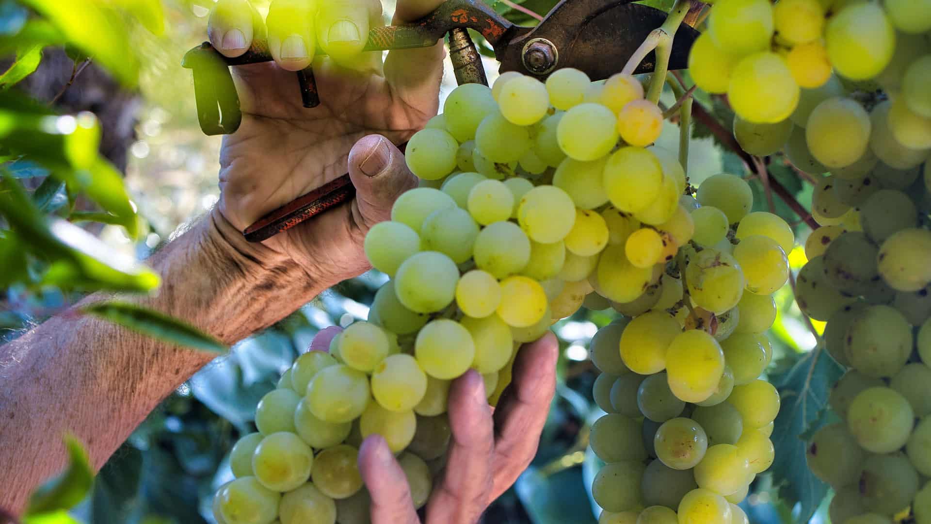 Découvrez le meilleur vin blanc pour chaque occasion 2 weisswein weissweintrauben herkunft