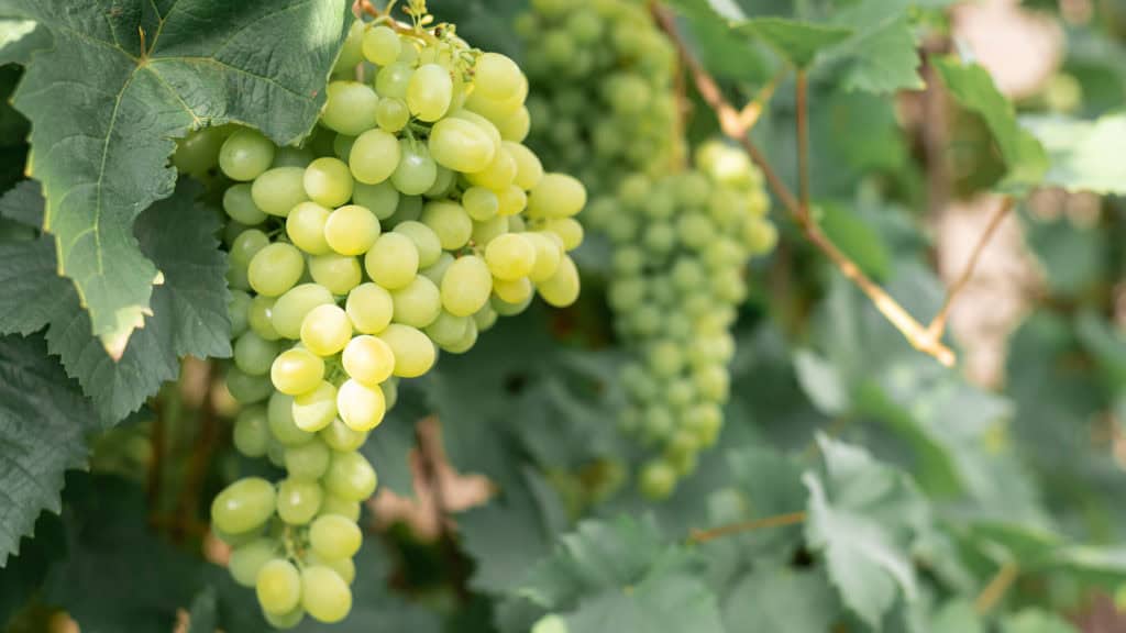 Weissweintrauben bei der Verarbeitung – erster Schritt der Weissweinherstellung