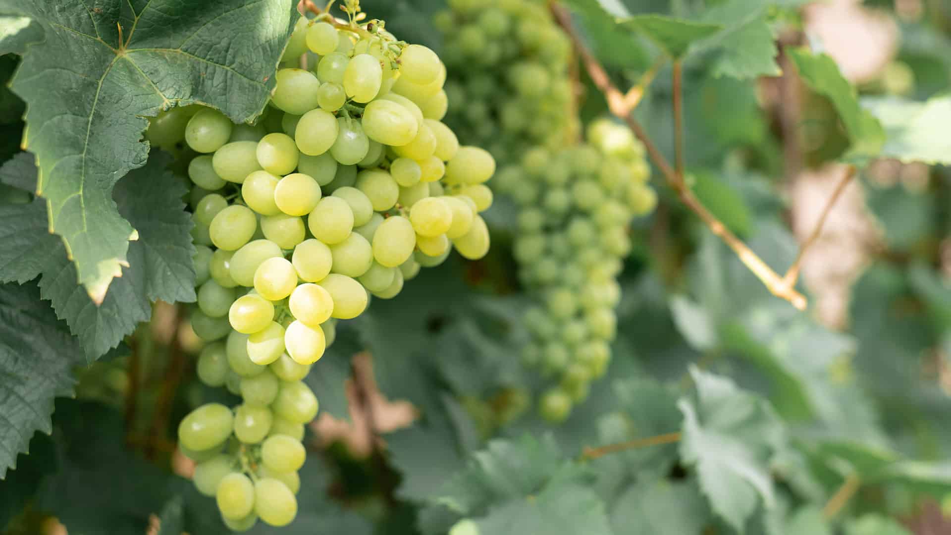 Découvrez le meilleur vin blanc pour chaque occasion 5 weisswein weissweintrauben herstellung 1