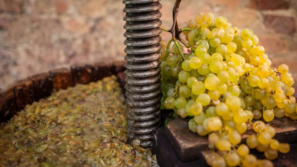 Weinpresse aus Edelstahl, Trauben werden gepresst für Weissweinherstellung