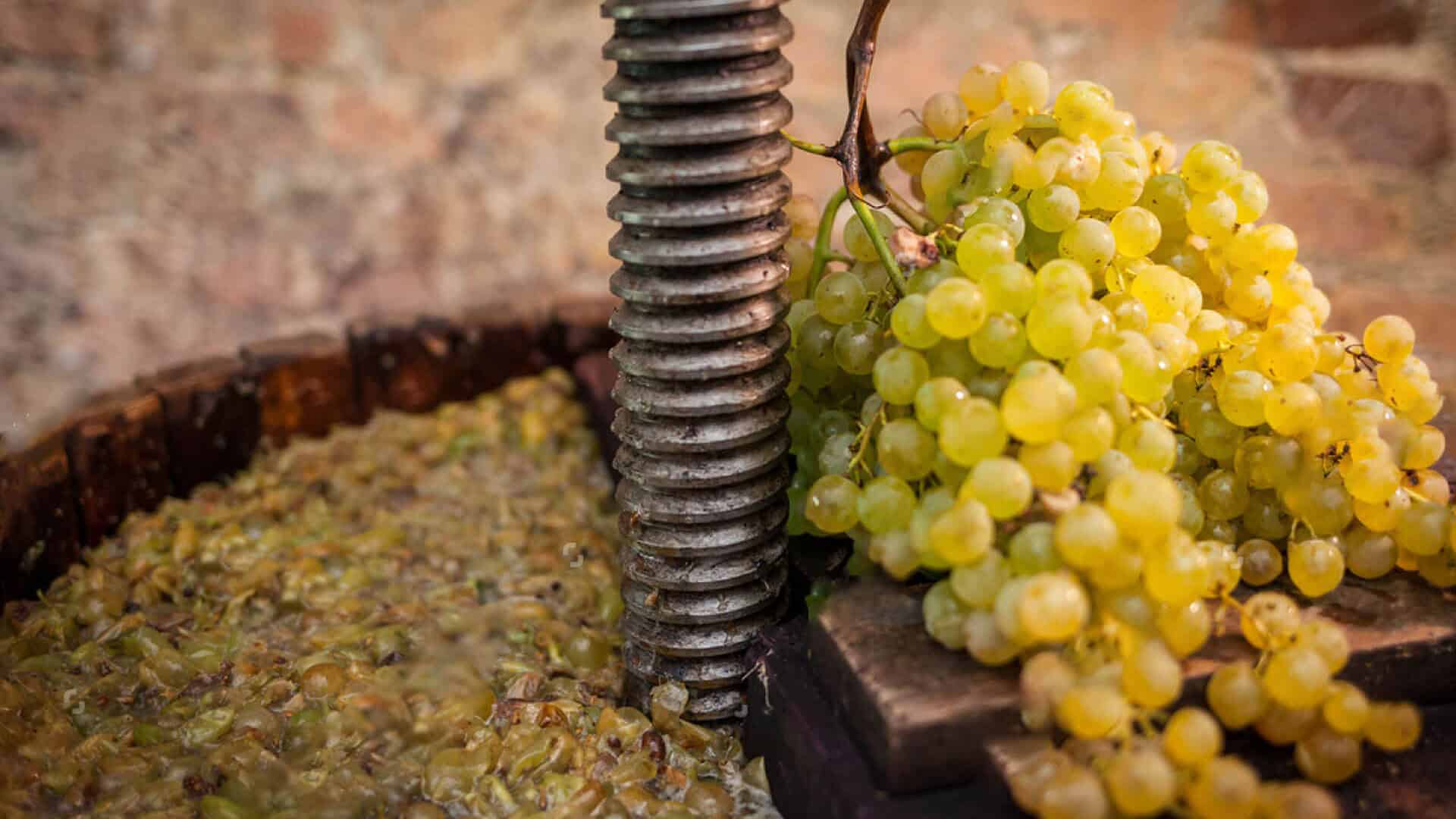 weissweinherstellung weinpresse
