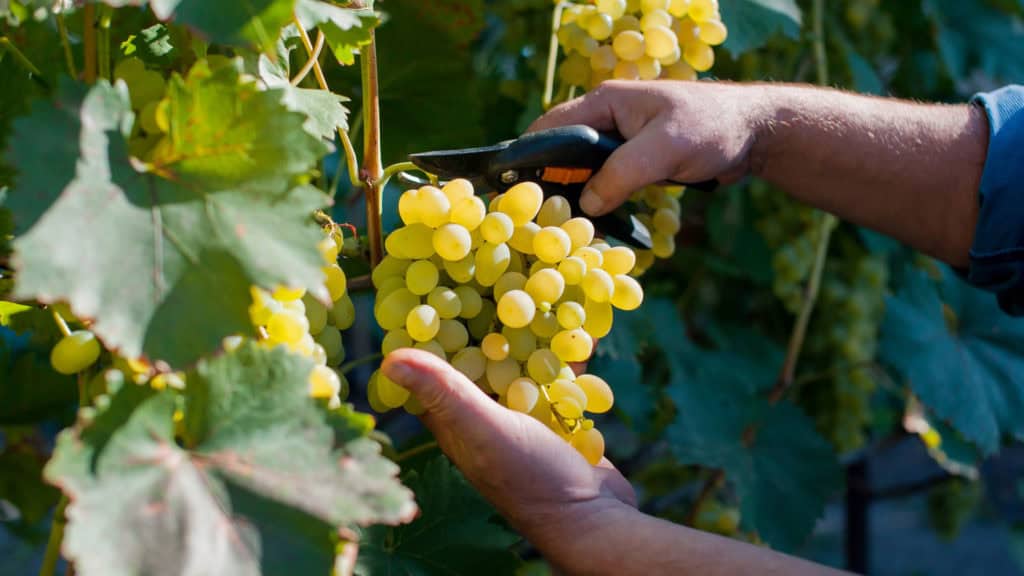 Trauben werden von Hand geerntet, Teil der Weissweinherstellung