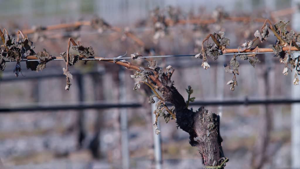 Rebjahr im März, Reben beginnen Knospen zu treiben, frisches Grün sichtbar