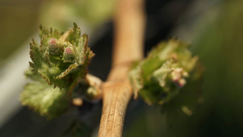 Rebjahr im Mai, Weinberge mit jungen grünen Blättern unter hellem Himmel