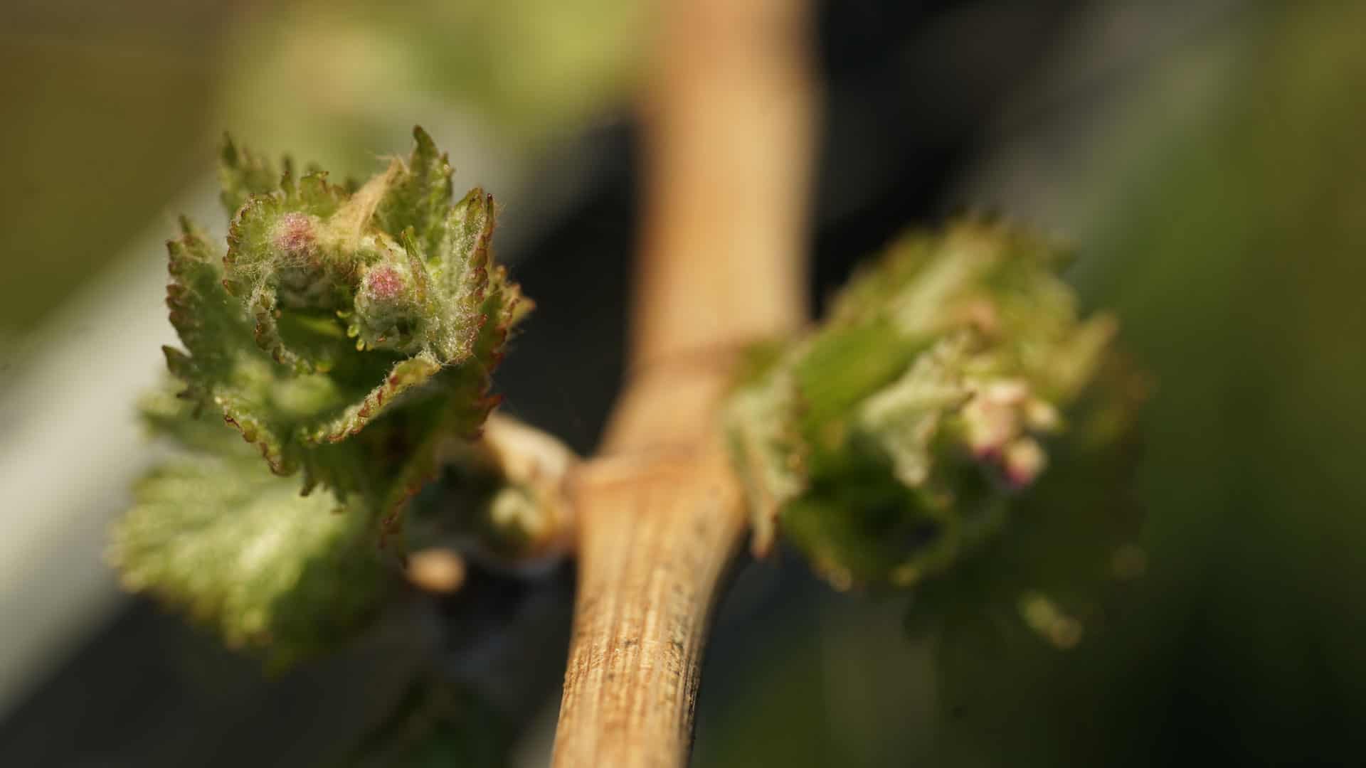 rebjahr fruehling mai