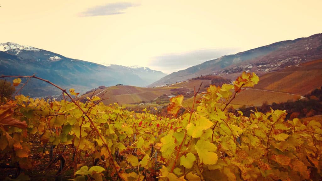 Rebjahr im November, Weinberge nach der Lese mit kahlen Reben