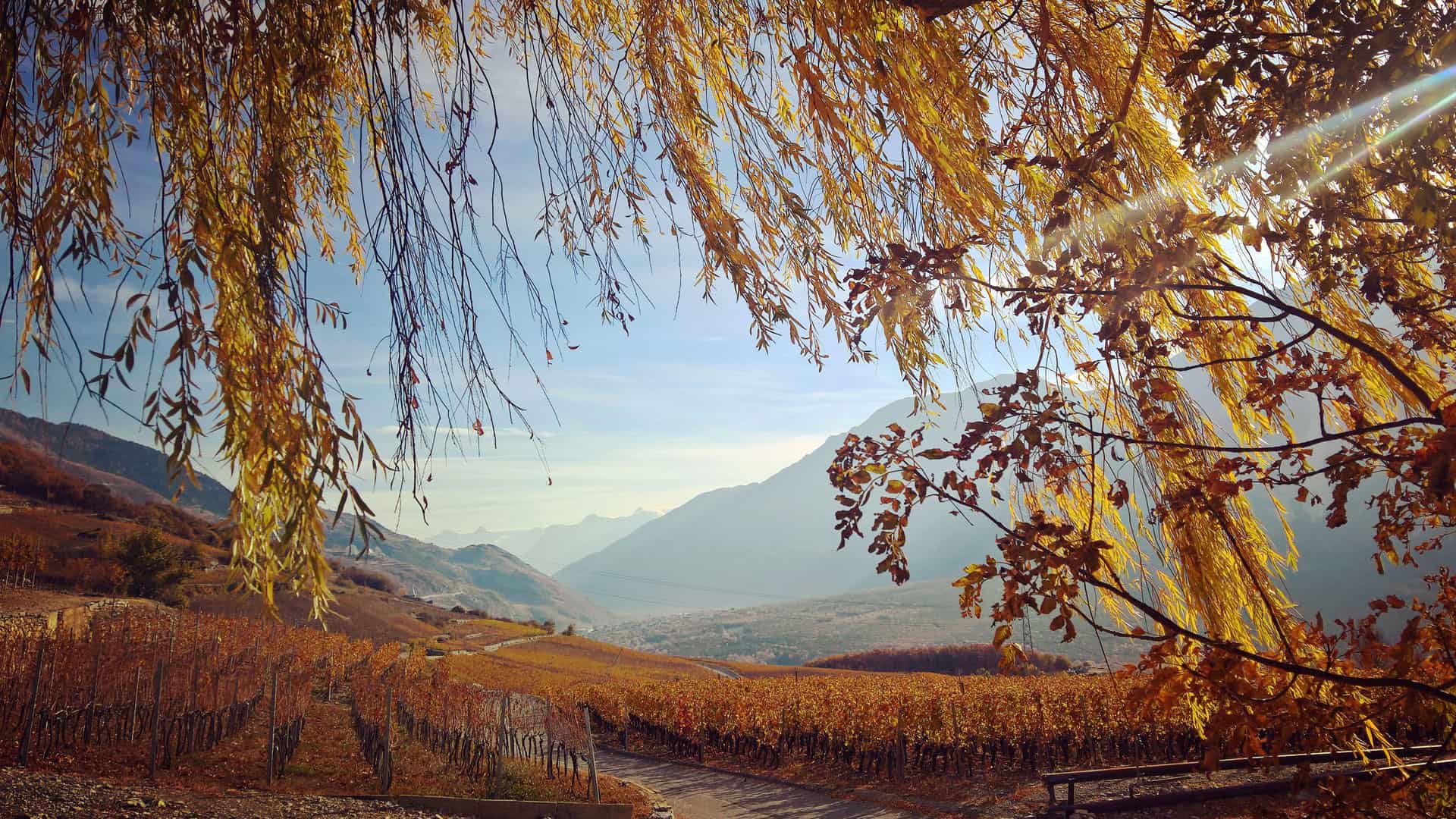 rebjahr herbst september