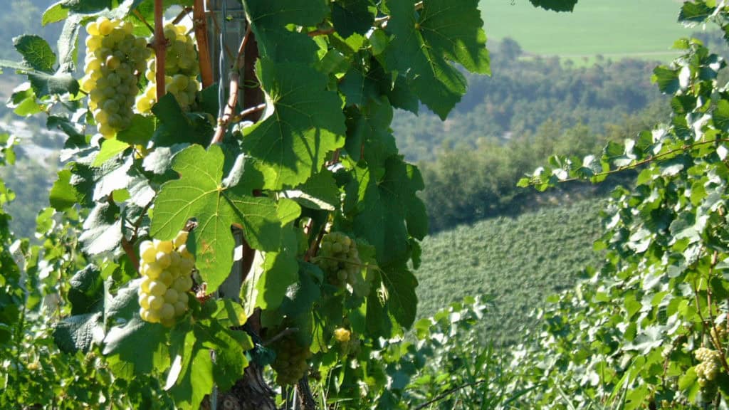 Rebjahr im August, Weintrauben beginnen in den grünen Reben zu reifen