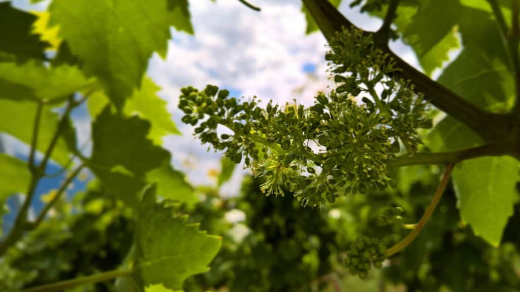 Rebjahr im Juni, Weinberge voller grüner Rebenblätter und Sonne