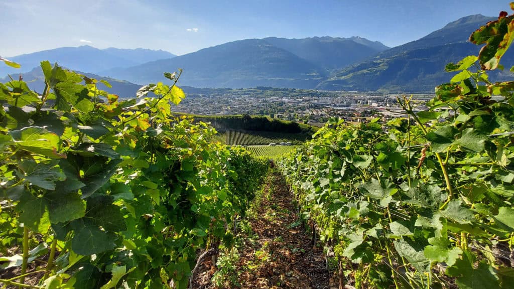 Rebjahr im Weindorf Salgesch, Häuser und Reben entlang eines Hangs