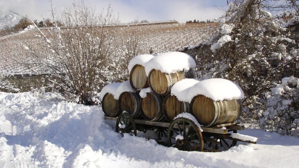 Rebjahr im Dezember, verschneite Weinberge mit kahlen Reben