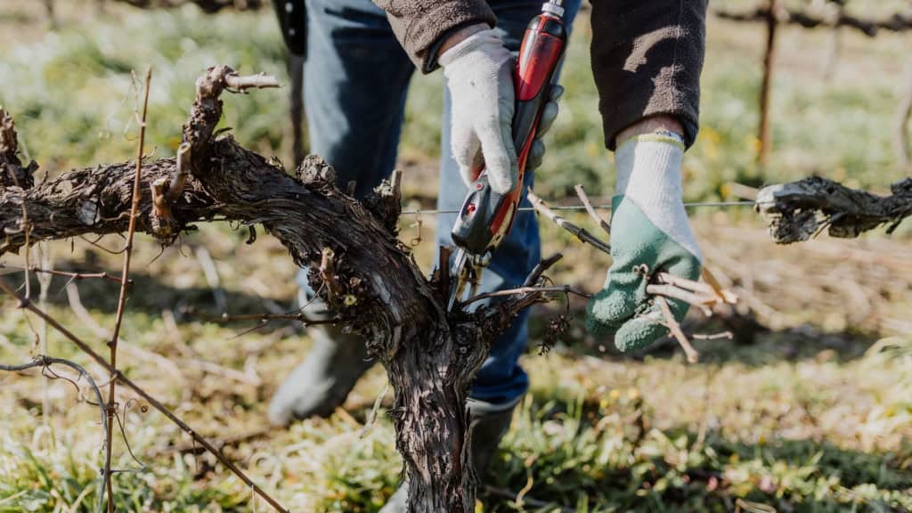 Rebjahr im Februar, Winzer schneidet Reben in verschneitem Weinberg
