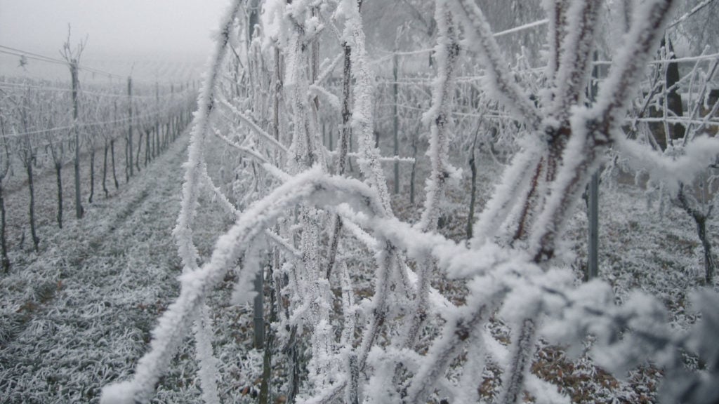 Rebjahr im Januar, verschneite Weinberge mit kahlen Reben