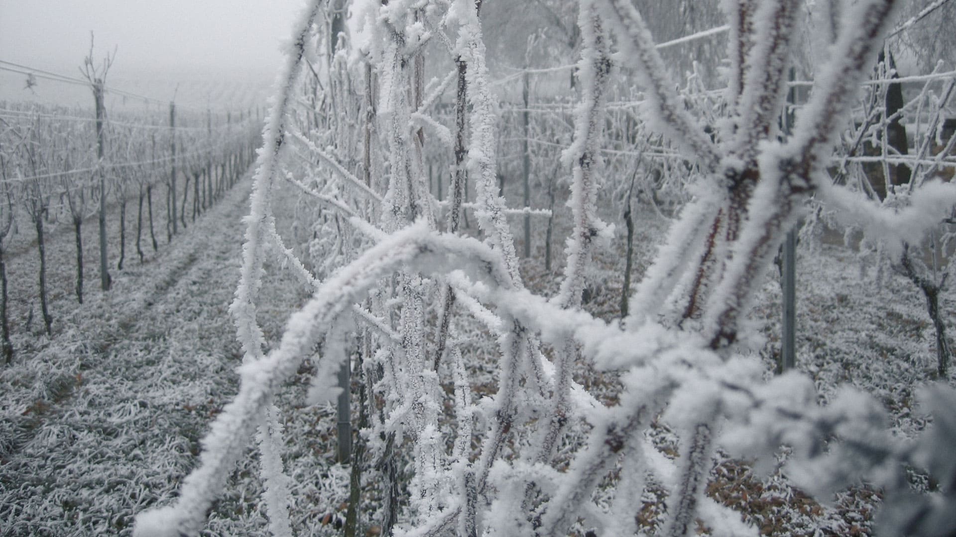 rebjahr winter januar