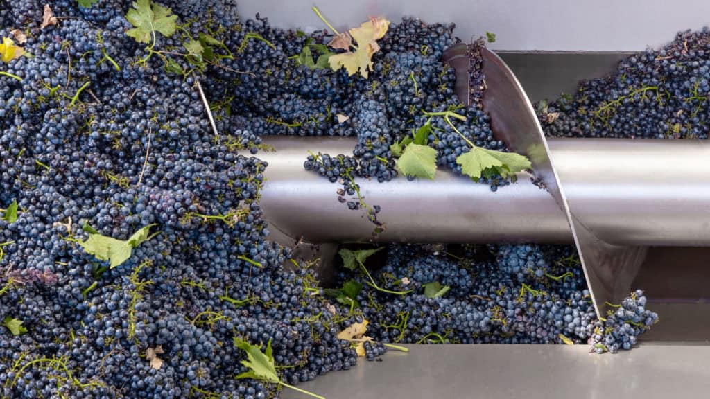 Rotweintrauben werden entrappt auf Förderband in der Rotweinherstellung
