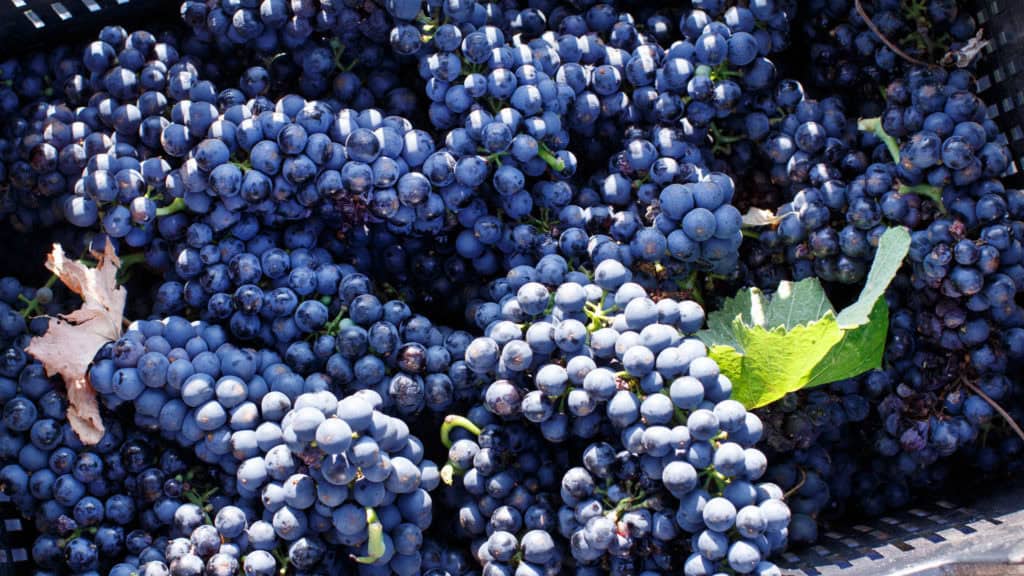 Korb mit frisch geernteten Rotweintrauben für die Rotweinherstellung