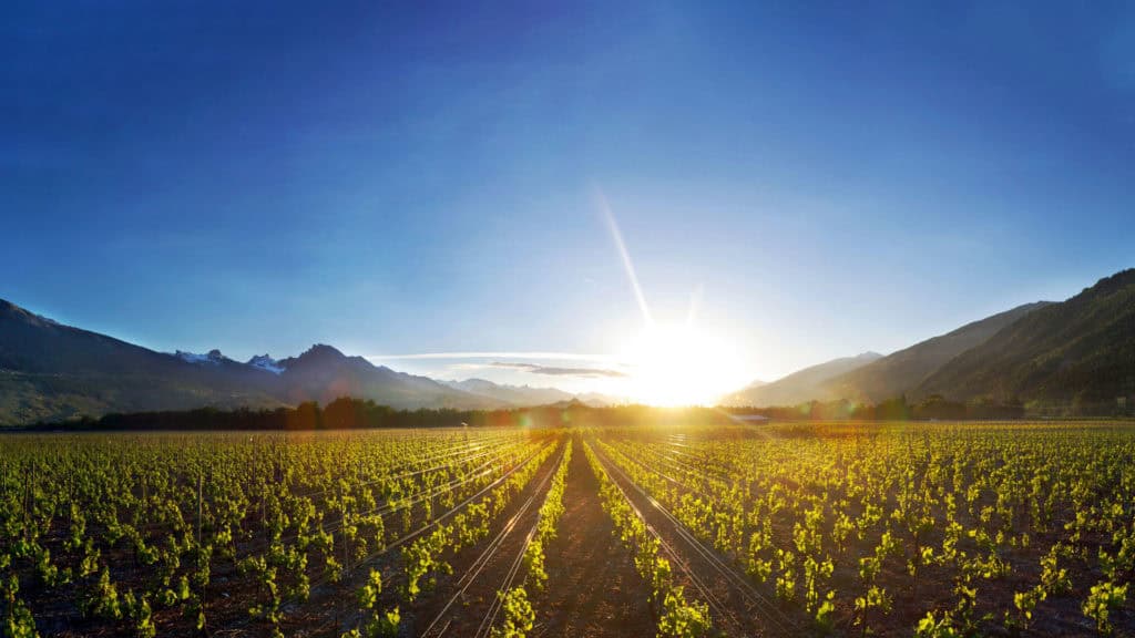 Grand Cru 88 grand cru header beitragsbild