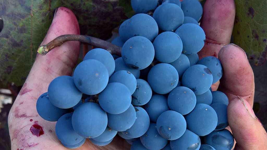 Weinlese 14 weinlese header beitragsbild