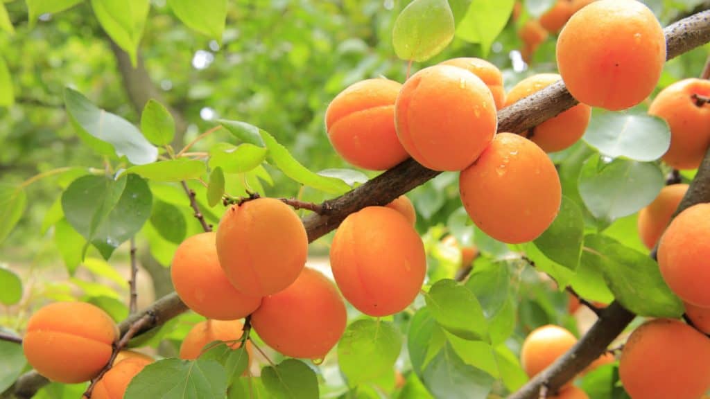 Ripe apricots on the tree in summer - sweet fruit on the branch