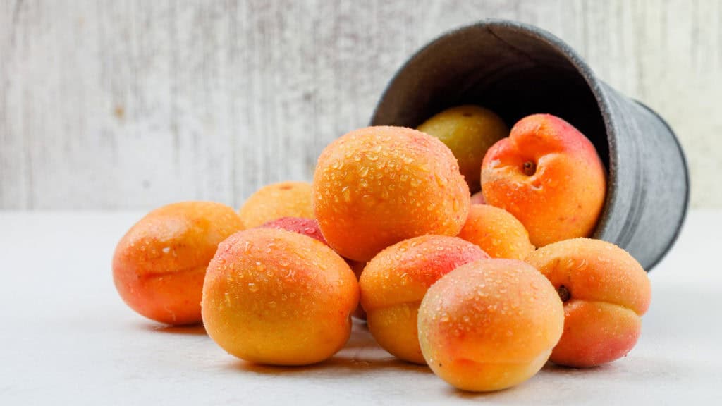 Harvested apricots in a bucket - fresh fruit after the harvest