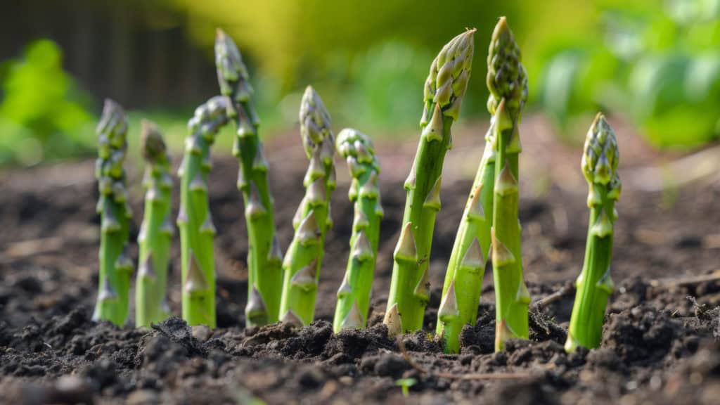 Fresh asparagus in the ground - growing and harvesting asparagus
