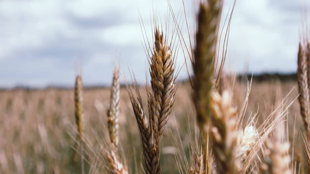 Ear of rye in the field - original grain source for rye bread
