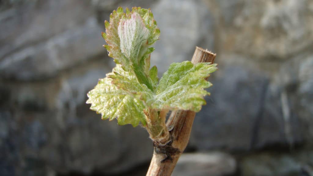 Vines after pruning, branches carefully removed to guide growth