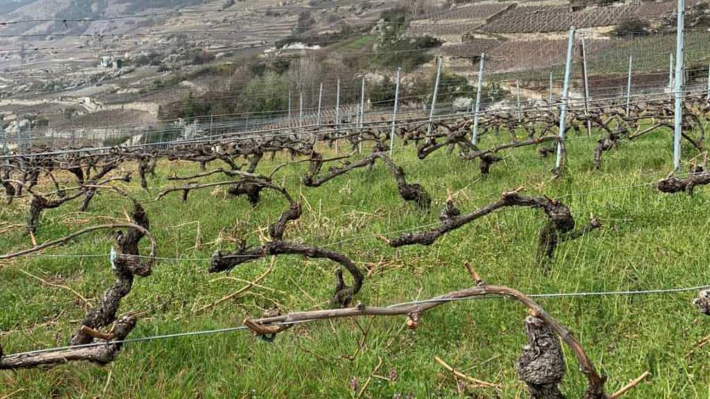 Vineyard with vines grown on wooden frames to make the most of the sun and air