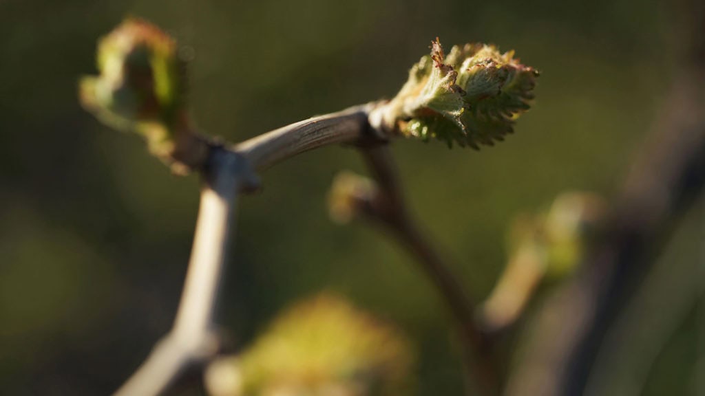 Close-up of a branch with buds against a blurred background