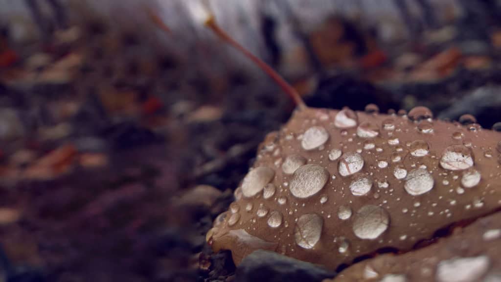 Niederschlag und Klima im Wallis – Einfluss auf Reben und Weinqualität