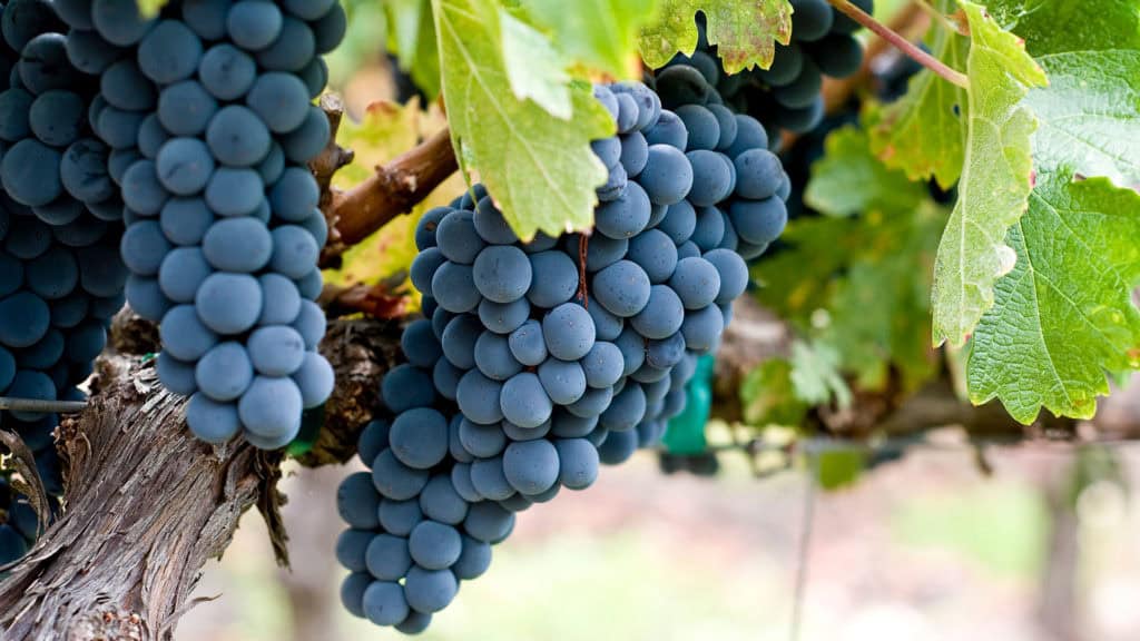 Pinot Noir Trauben – Grundlage für bestimmte Champagner und Schaumweine