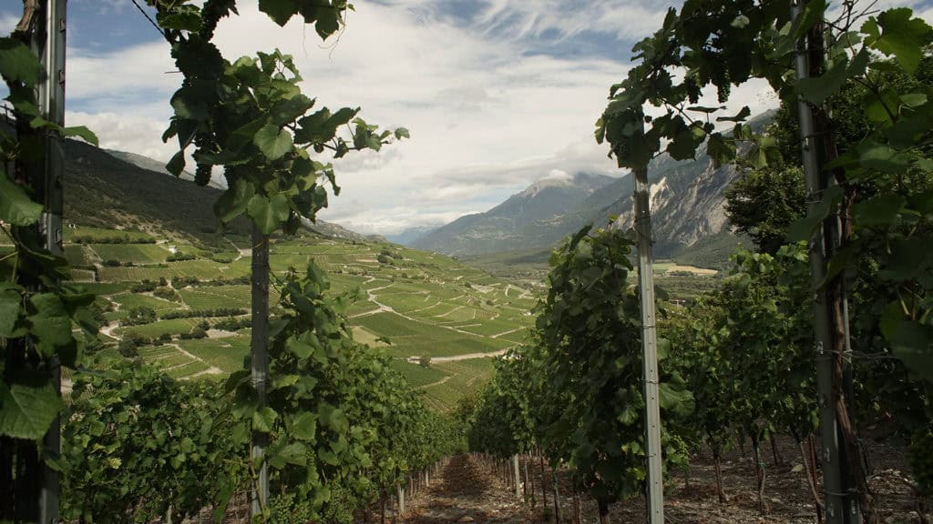 Rebberg im Wallis – Kombination aus Lage, Boden und Klima für Wein