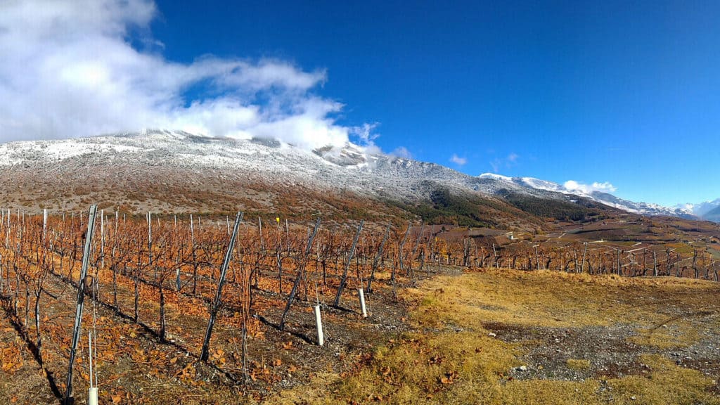 Rebberg im Wallis – Kombination aus Lage, Boden und Klima für Wein
