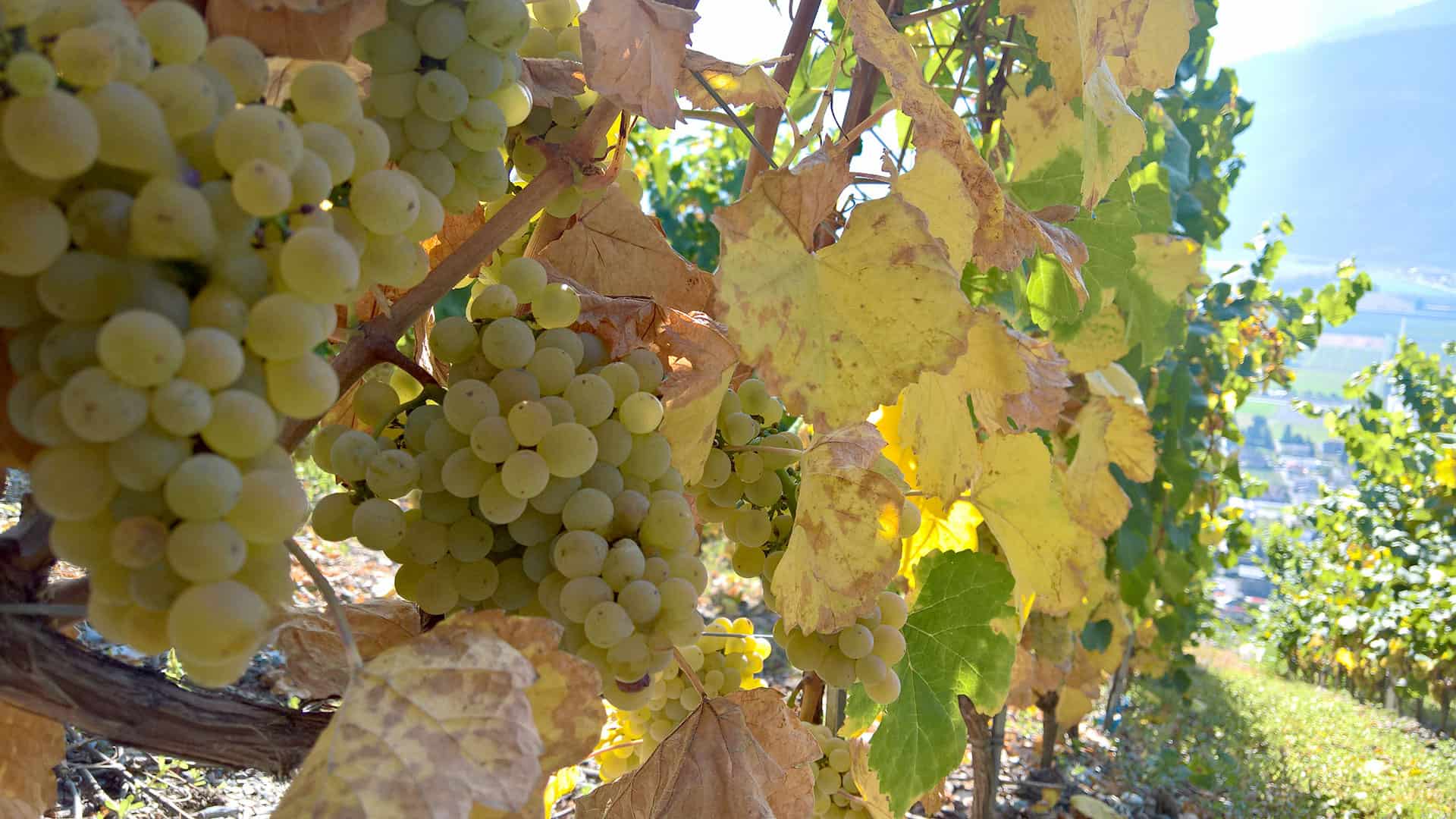 weinlagerung rebsorten 1