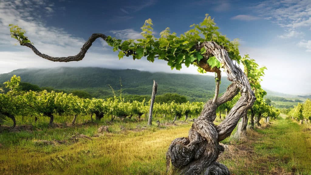 Rebstock im Weinberg – Ursprung der Trauben vor der Lagerung