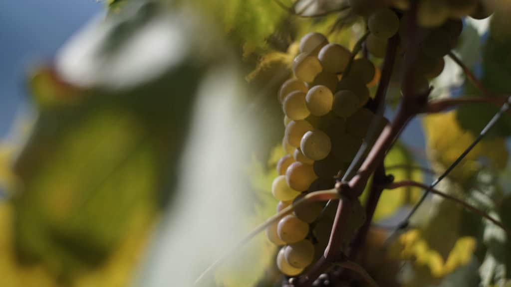 Weinqualität 36 weinqualitaet header beitragsbild