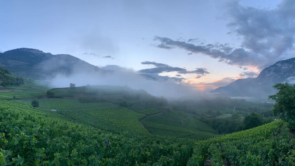 Rebberg in Hanglage mit Rebenreihen und Landschaft, Einfluss von Lage und Klima auf Weinqualität