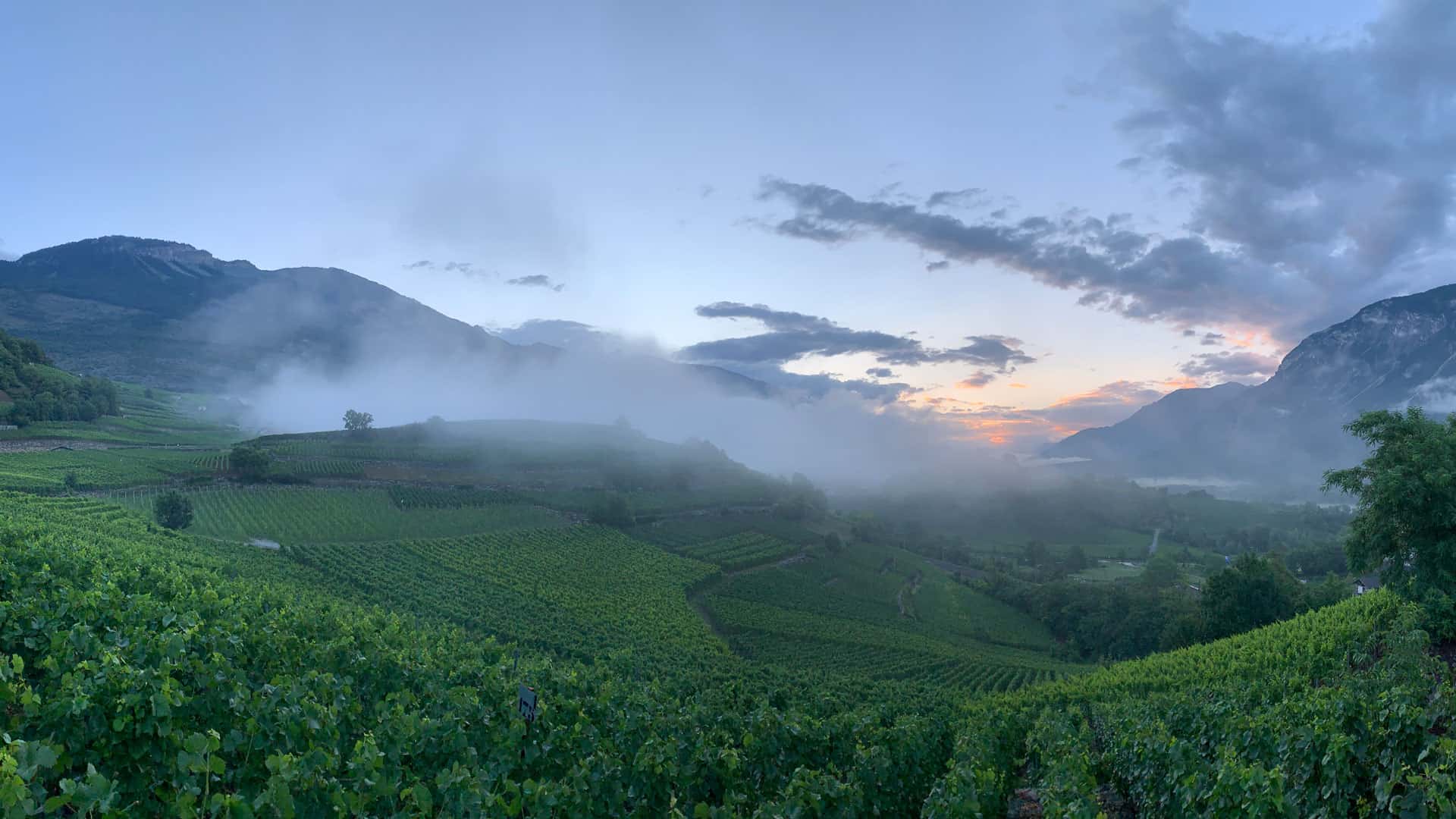 weinqualitaet lage klima