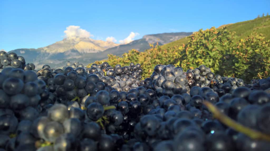 Dunkle Rotweintrauben am Rebstock im Weinberg, Reifegrad als Faktor für Weinqualität