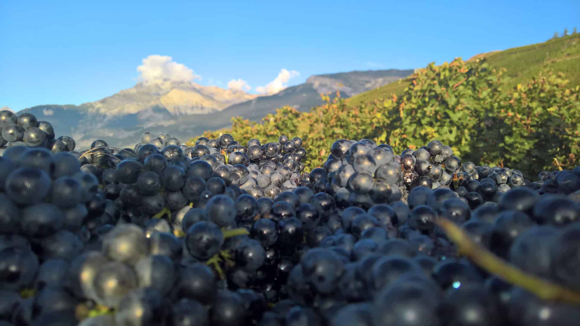 weinqualitaet rotweintrauben