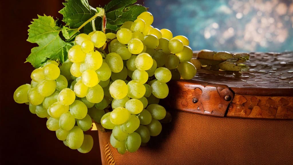 Historische Darstellung einer Weissweintraube aus dem Mittelalter