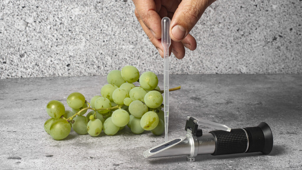 Weinherstellung Messung Oechsle Wert mit Refraktometer in Weinkelterei Salgesch