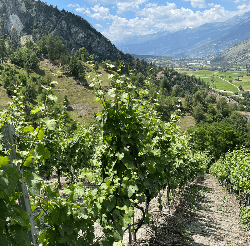 Rebberge 5 image 2 1