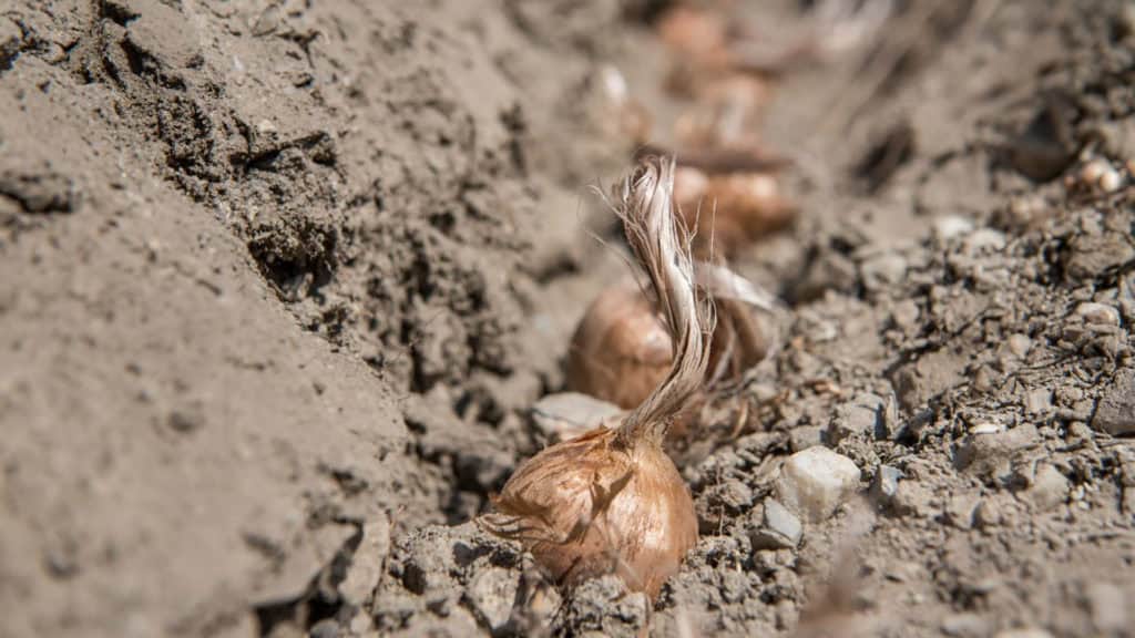 Saffron cultivation in Valais - fields and flowers in detail