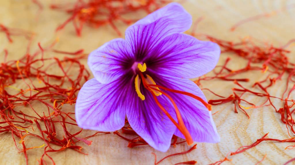 Saffron blossom with threads - Valais saffron harvested