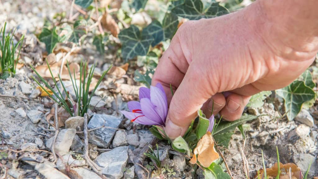Saffron harvest - carefully collect flowers for threads