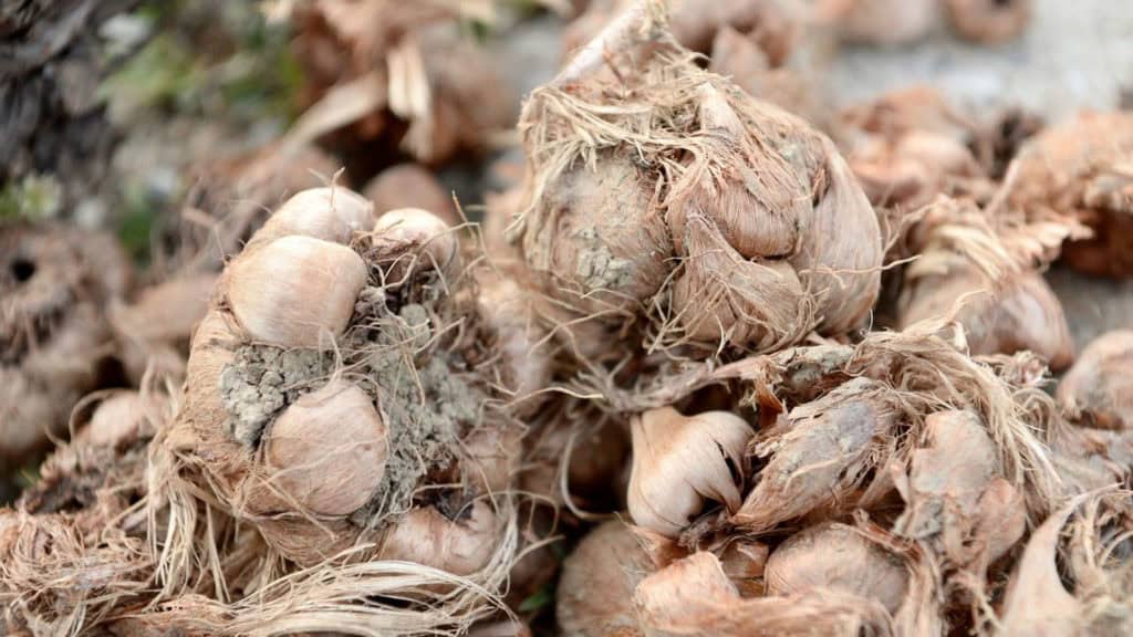 Saffron tubers - raw material for saffron extraction