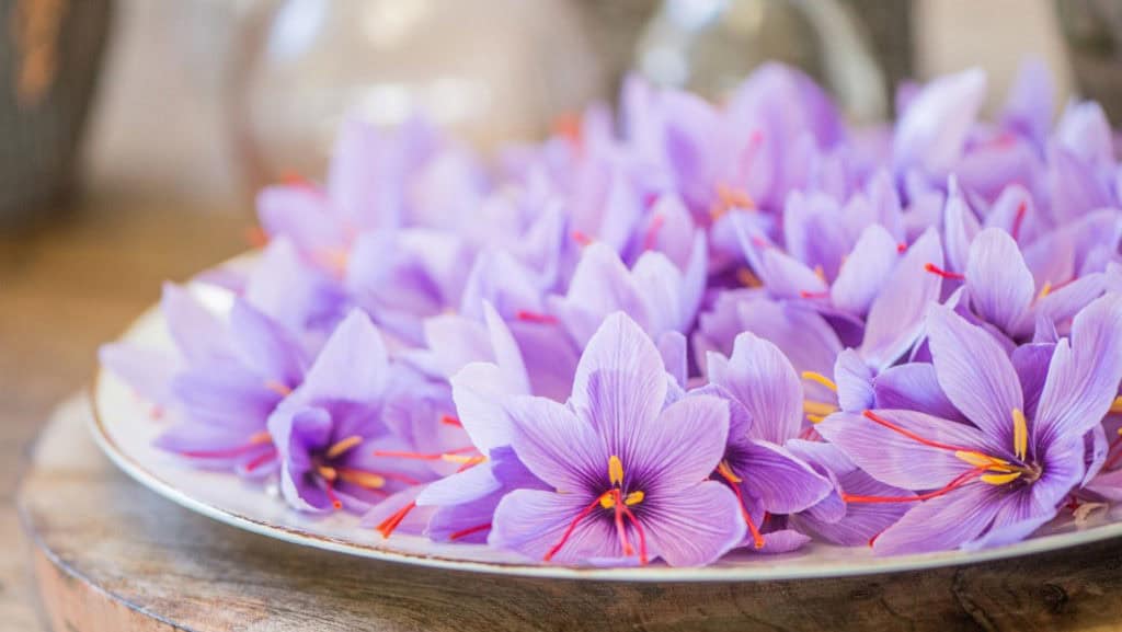 Saffron blossoms on a plate - fresh saffron blossoms Valais