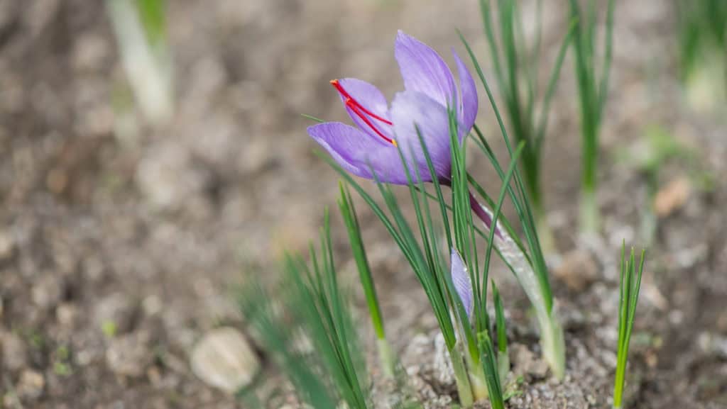 Saffron plant with flowers - cultivation in Valais